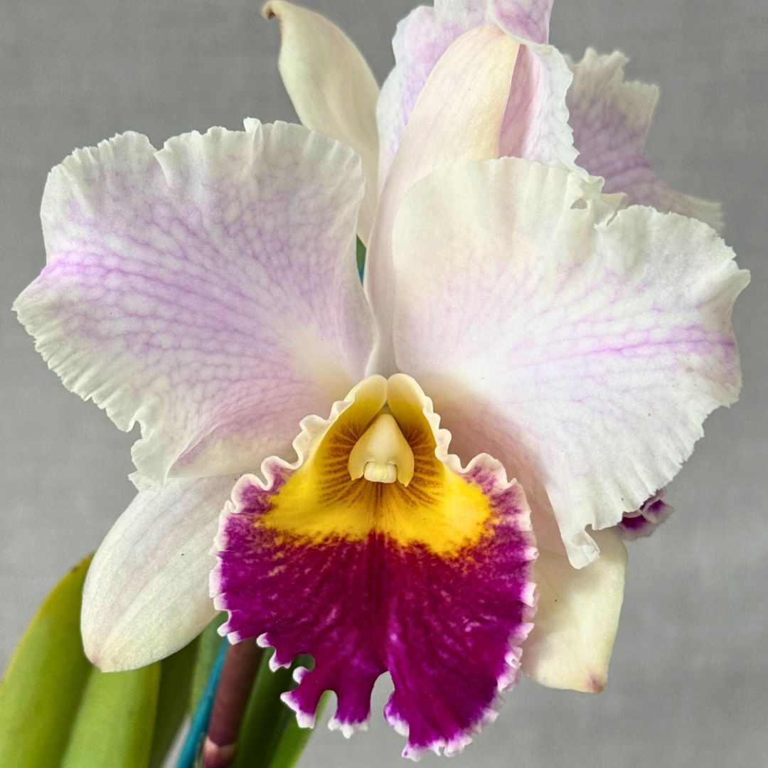 Cattleya Mildred Rives X Rlc. Tzeng-Wen Dragon (GT Y&R)