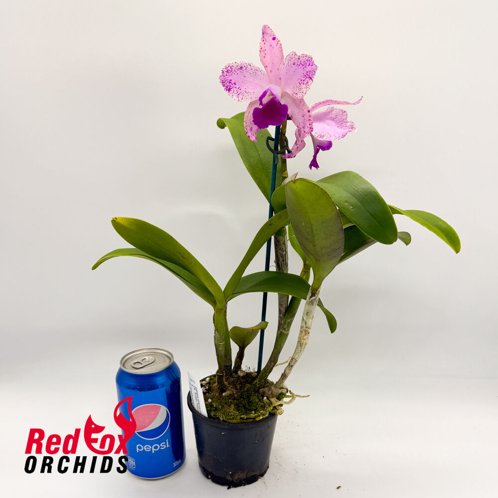 Cattlianthe Susan Holcombe X C. amethystoglossa (4n)