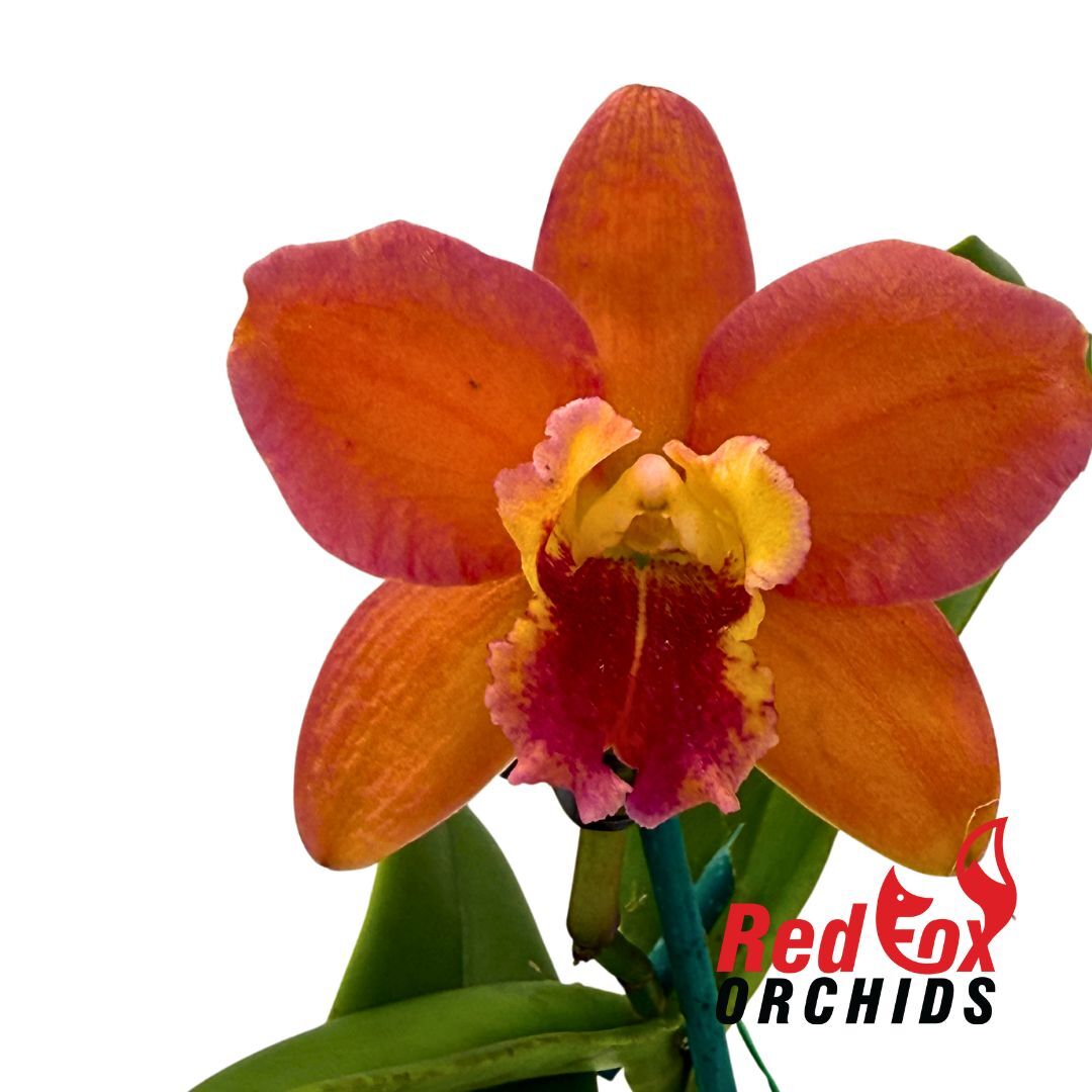 Rhyncholaelia Deception Variable X Ctt. Deception Drop (4n)