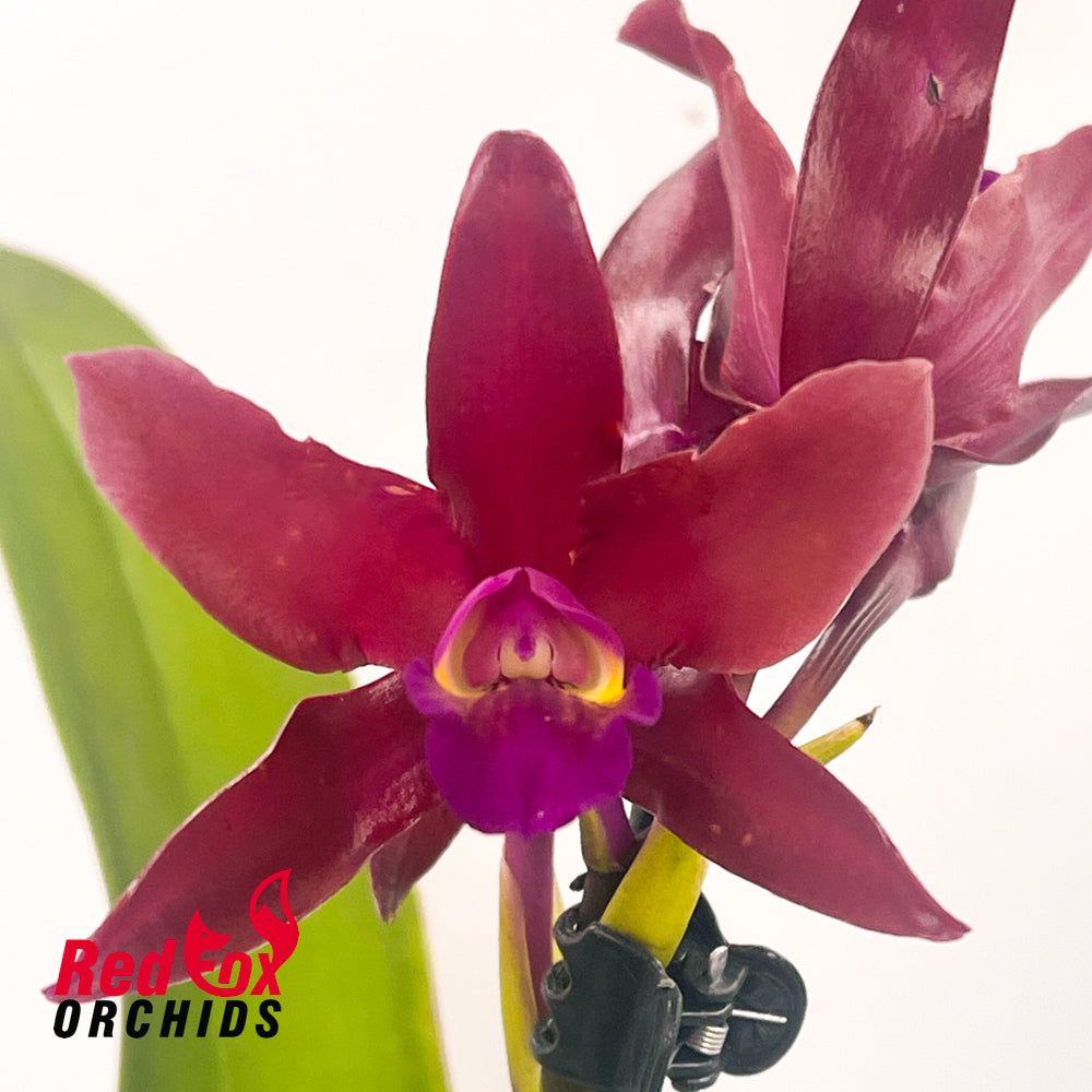 Cattlianthe Susan Holcombe X L. undulata (No3 Kuranda)