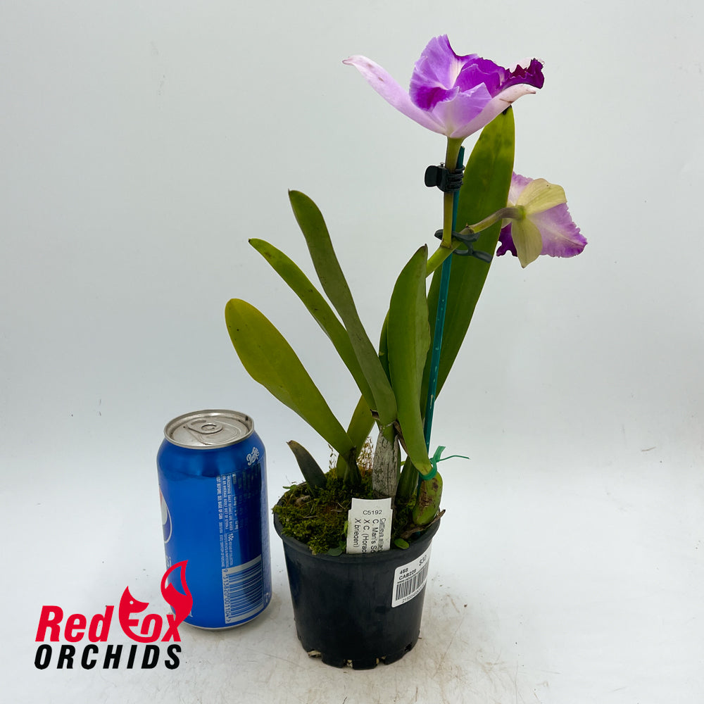Cattleya Mari's Song X C. (Horace X briegeri)