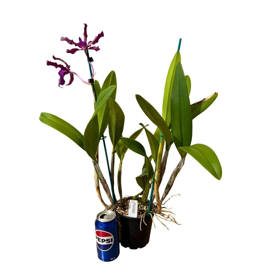 Cattleya Victoria-Regina X Laeliocattleya undulata (Kuranda No3)