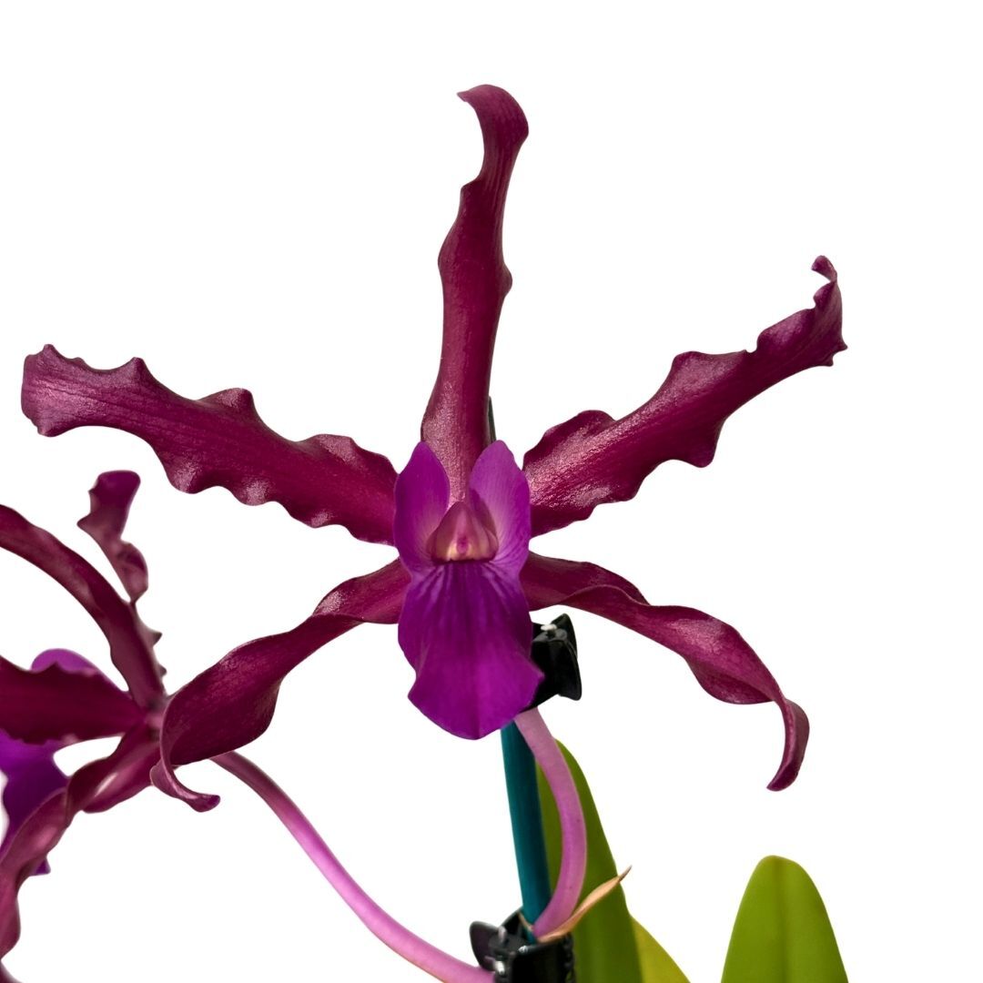 Cattleya Victoria-Regina X Laeliocattleya undulata (Kuranda No3)