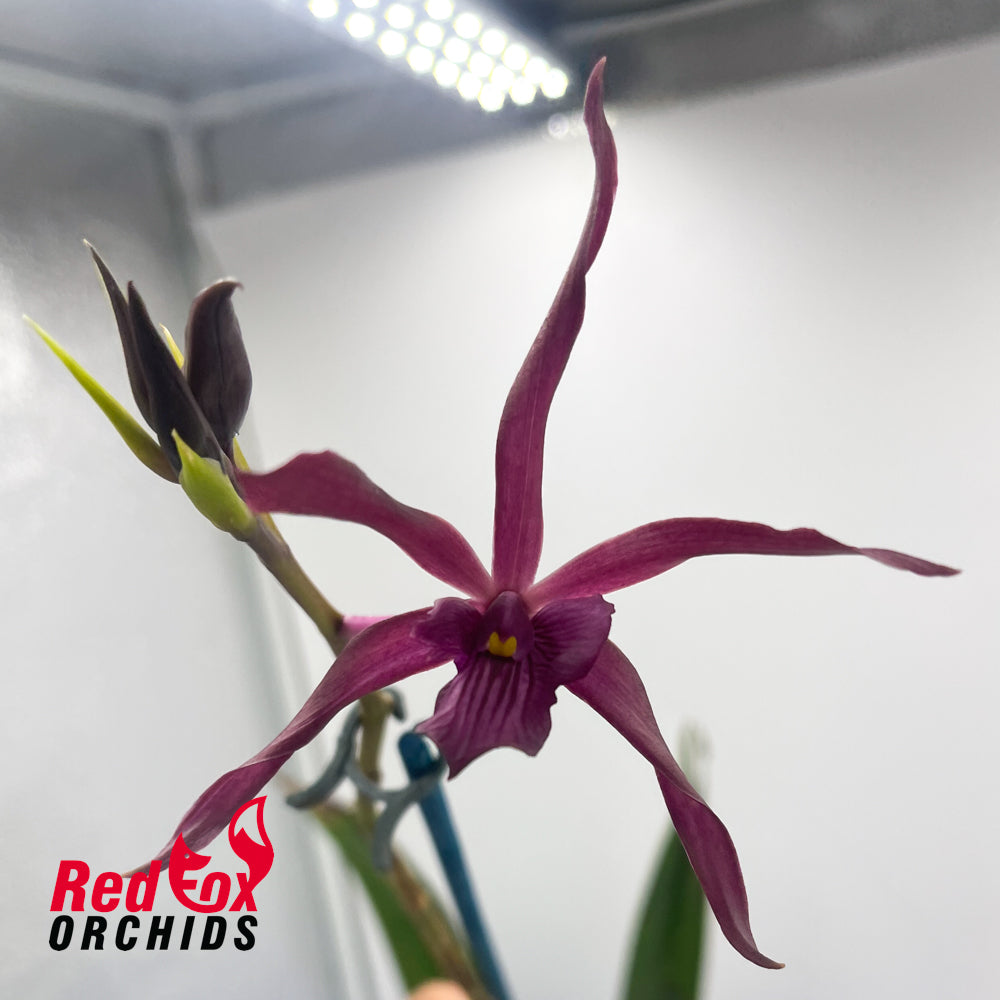 Prosthechea cochleata 'Big' X L. (Schom.) undulata (No.3 Kuranda)