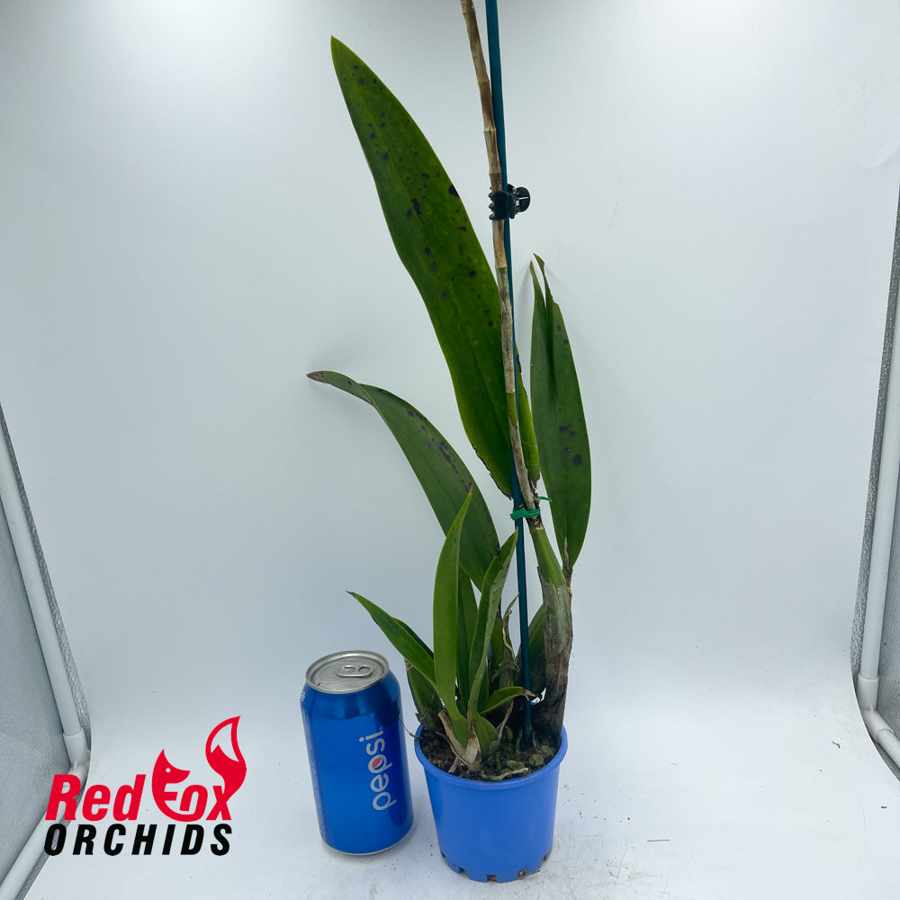 Prosthechea cochleata 'Big' X L. (Schom.) undulata (No.3 Kuranda)