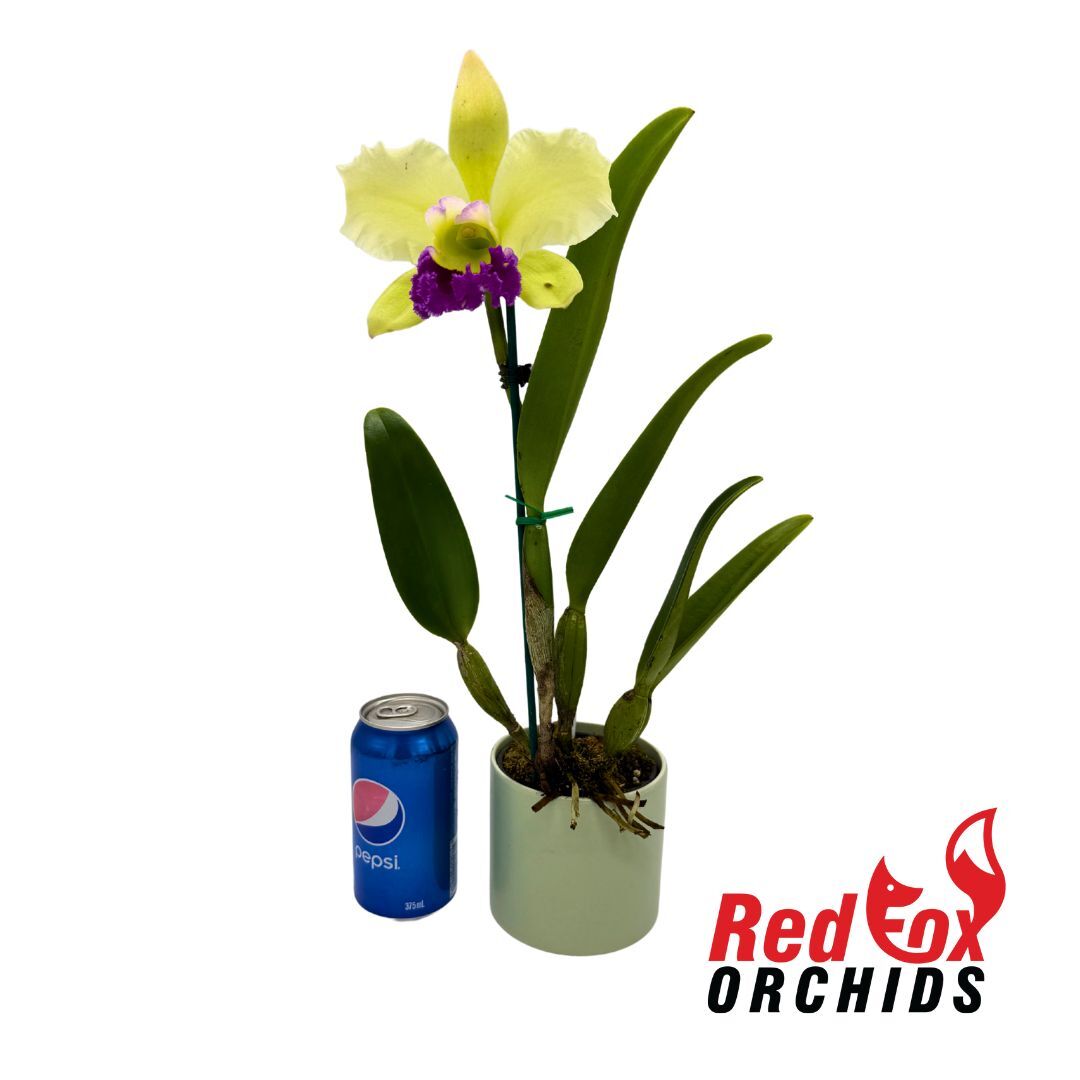 Rhyncholaeliocattleya Greenwich X C. White Spark 'Panda'