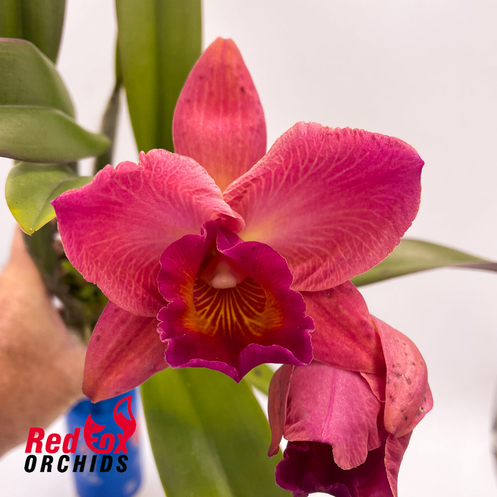 Rhyncholaeliocattleya Burdekin Delight 'Dreamtime' X C. Dal's Tradition 'Prestige'
