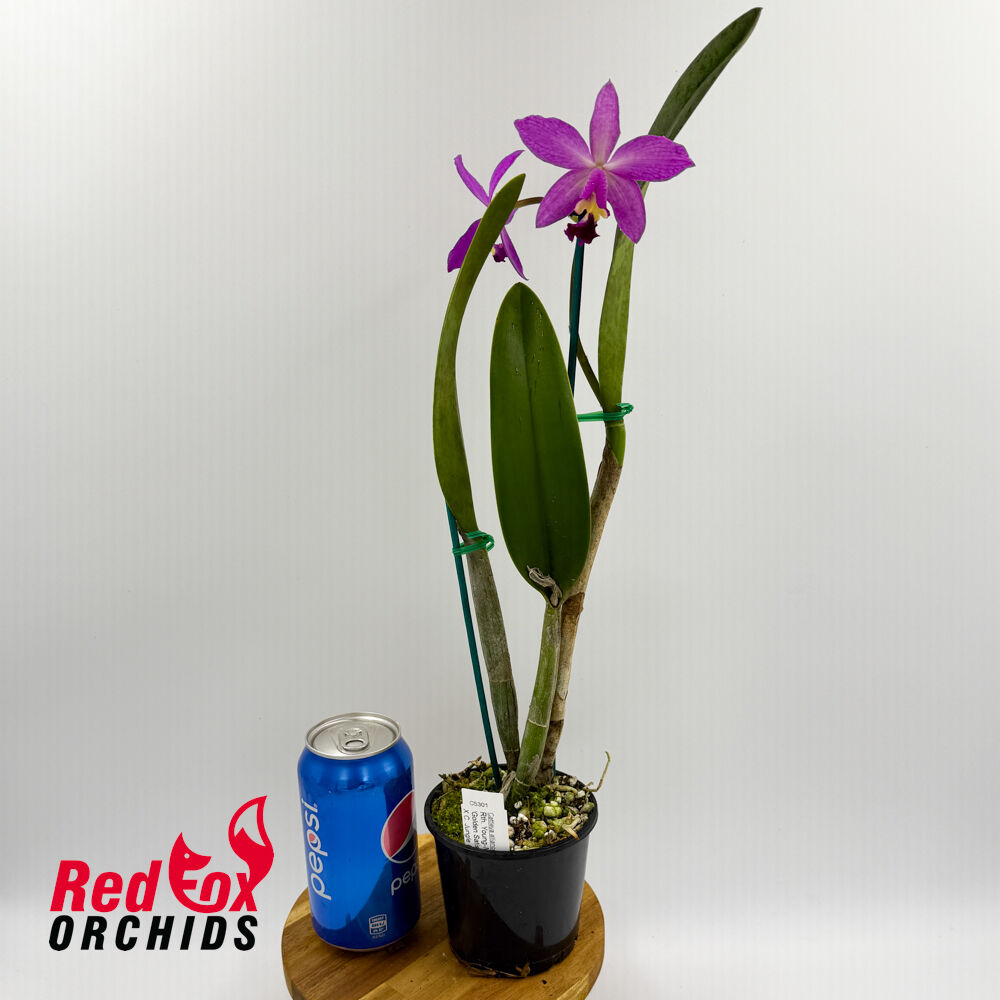 Laeliocattleya Spring Fires 'Lenette #3' X Pot. Star Fire 'Ruben's Red'