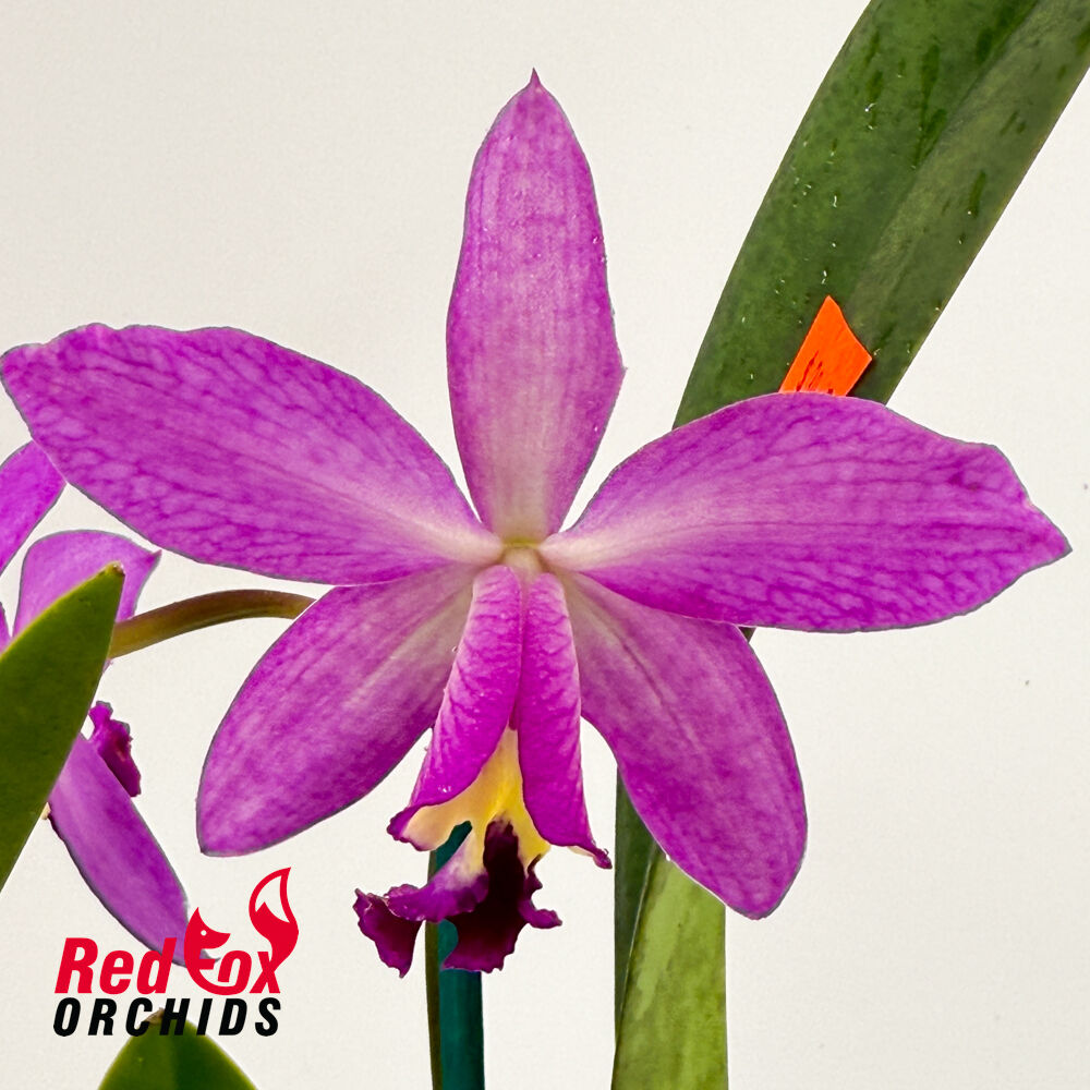 Laeliocattleya Spring Fires 'Lenette #3' X Pot. Star Fire 'Ruben's Red'