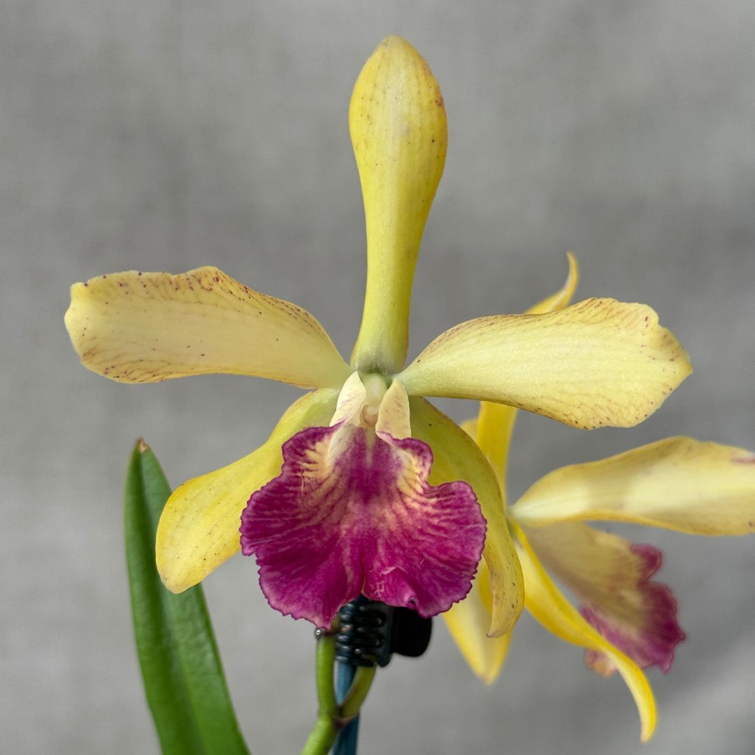 Cattleya ((Precious Jewel X Jungle Gem) 'Hot' X C. Deception Drop (4n) 'Red') X Chz. Topaz Neat