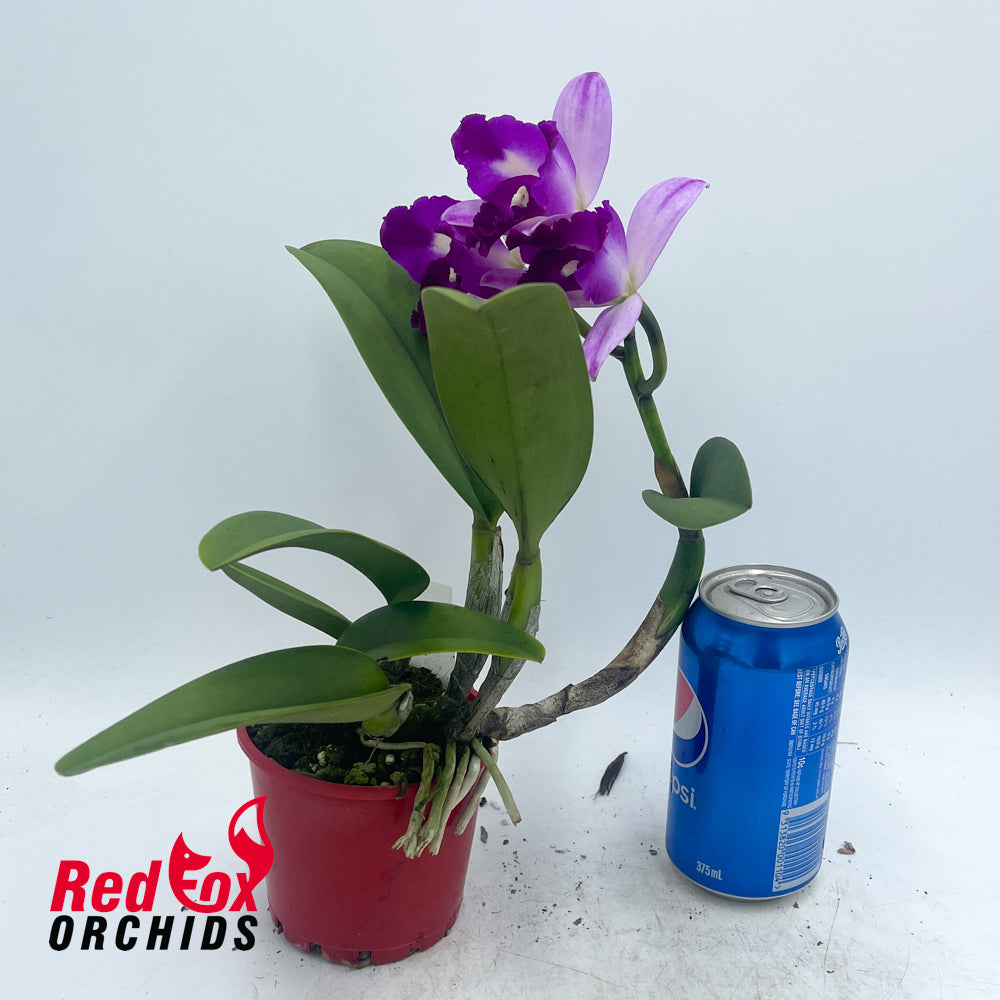 Rhyncholaeliocattleya Island Charm 'Carmela' X C. (Horace X briegeri)