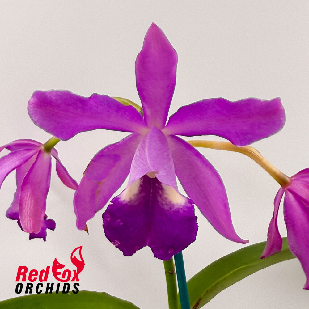 Guarianthe bowringiana X Ctt. Deception Drop (4n) 'Red Topaz'