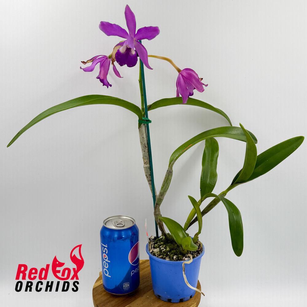 Guarianthe bowringiana X Ctt. Deception Drop (4n) 'Red Topaz'