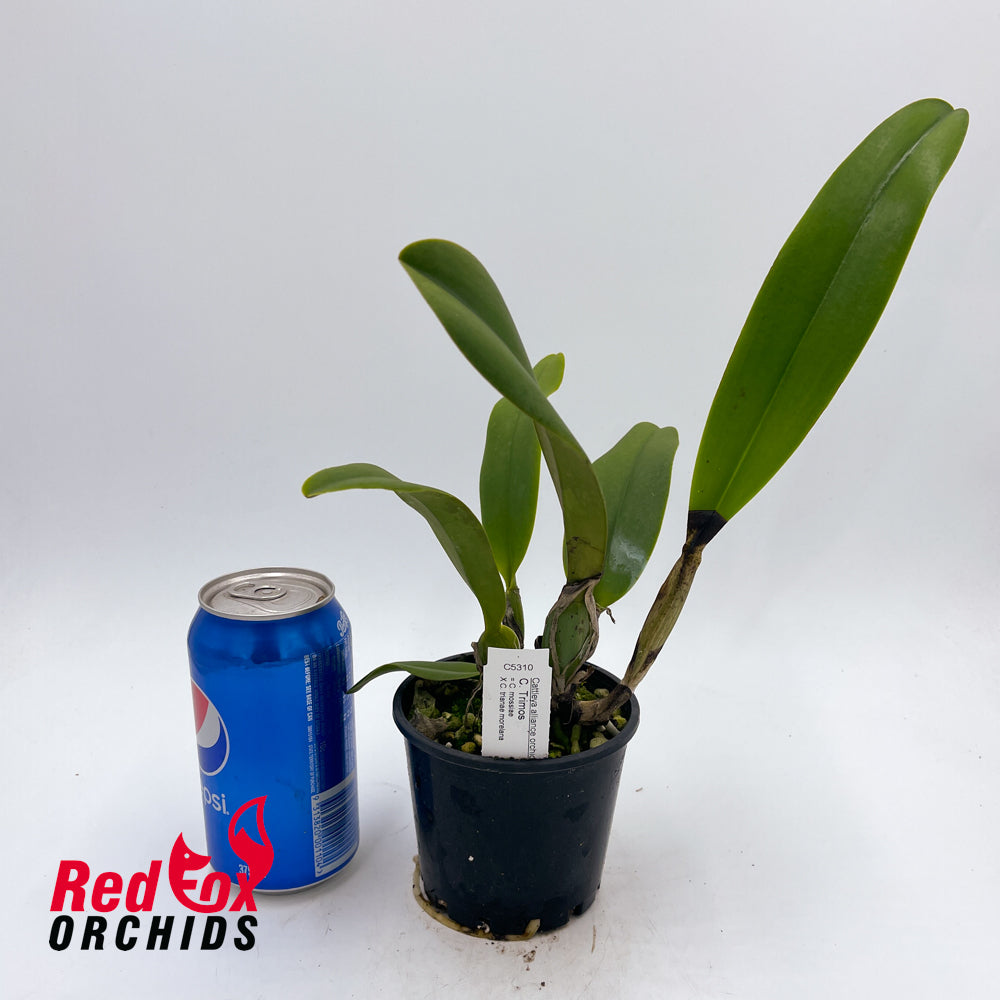 Cattleya Trimos