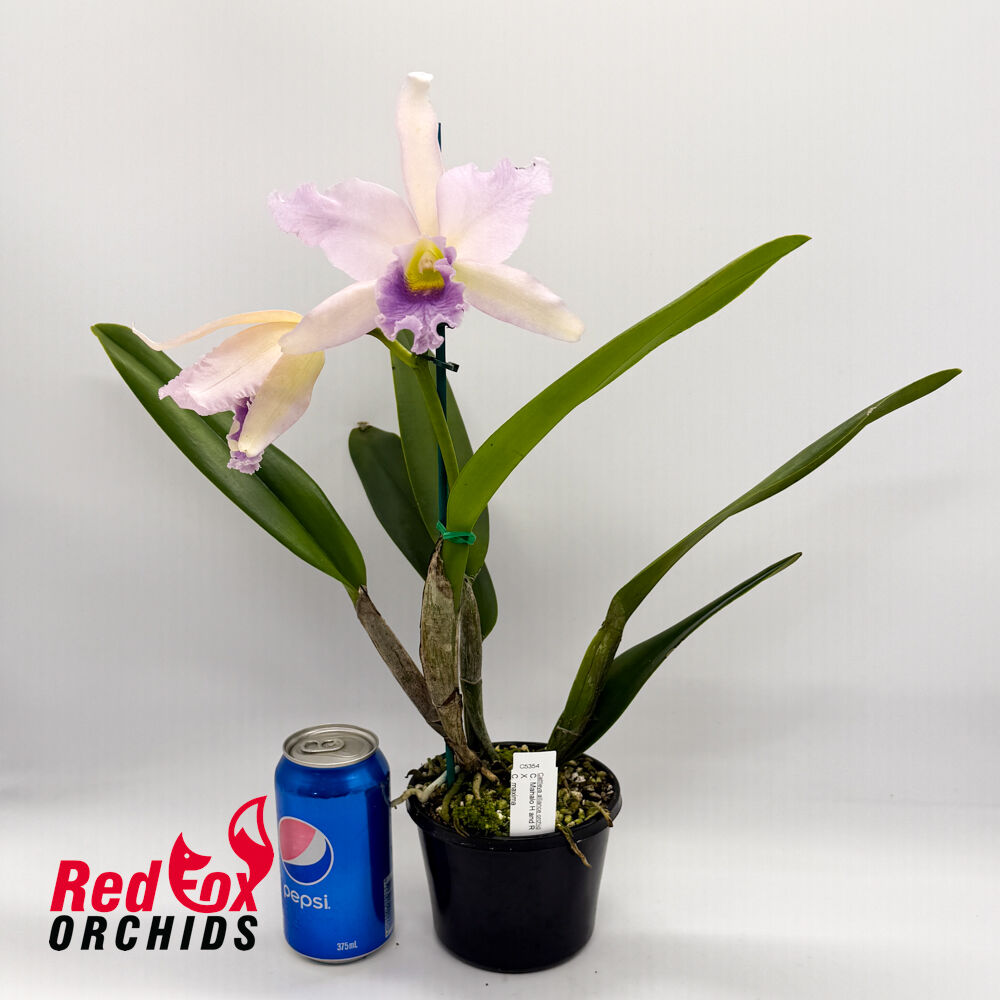 Cattleya Mahalo 'H&R' X C. maxima