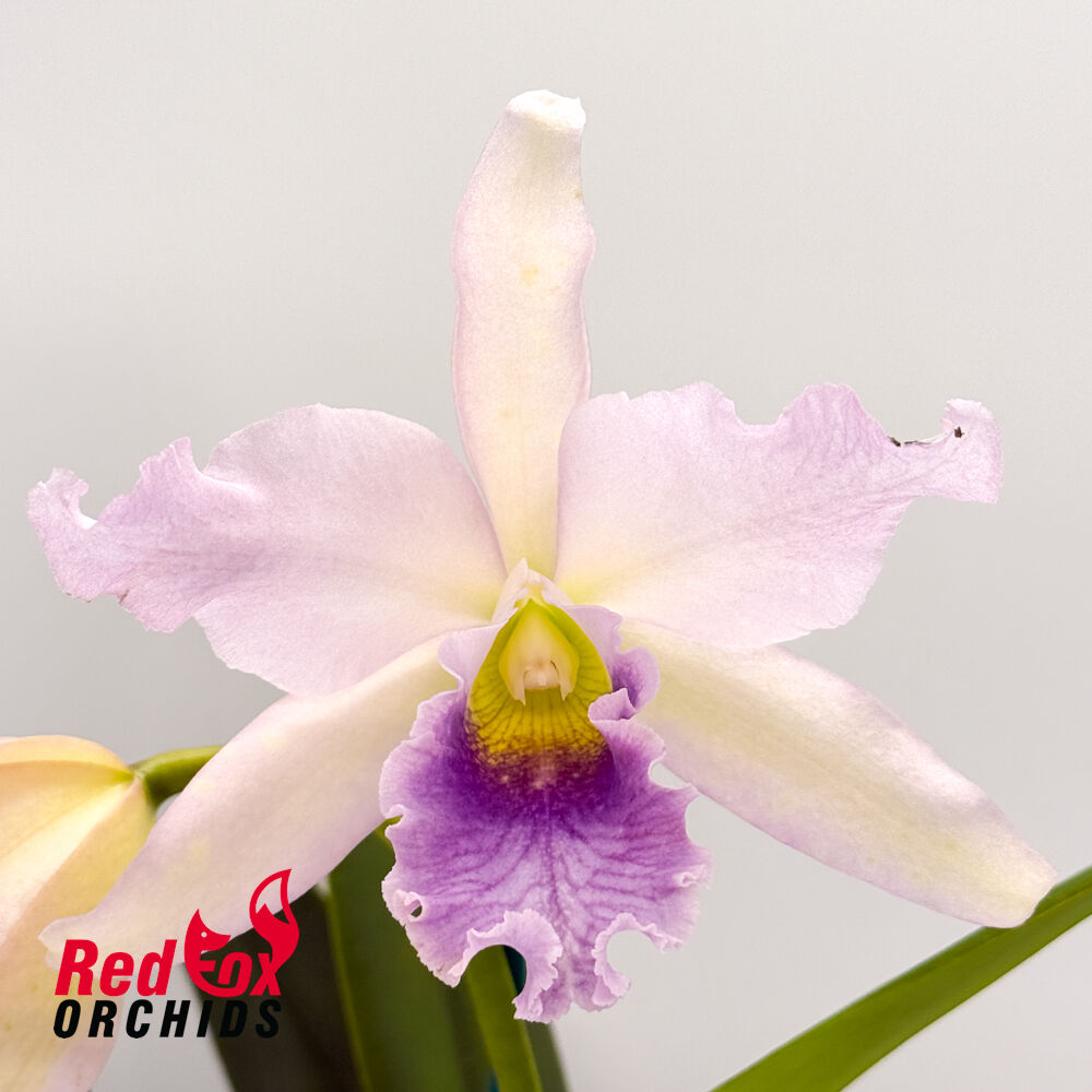 Cattleya Mahalo 'H&R' X C. maxima