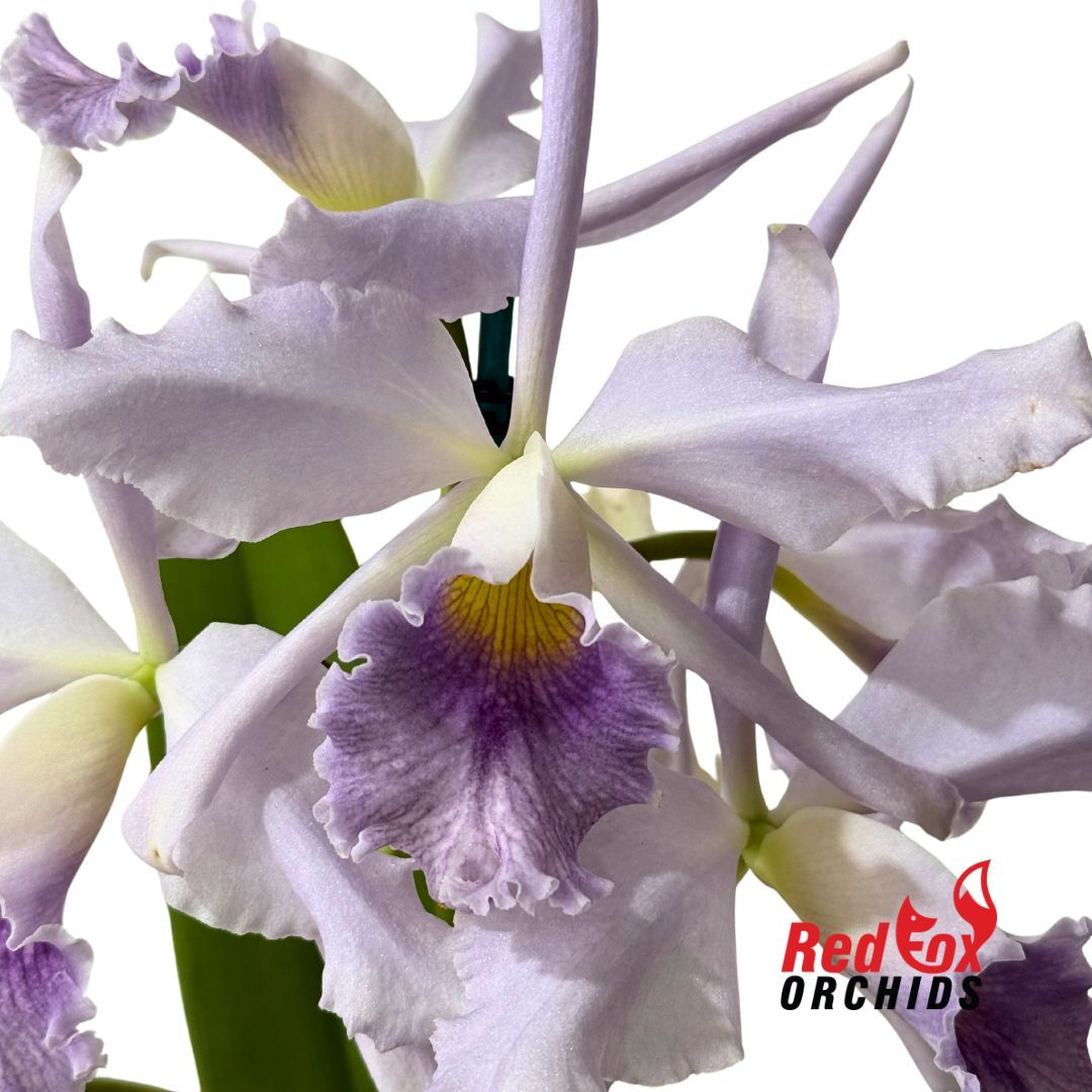 Cattleya Mahalo 'H&R' X C. maxima