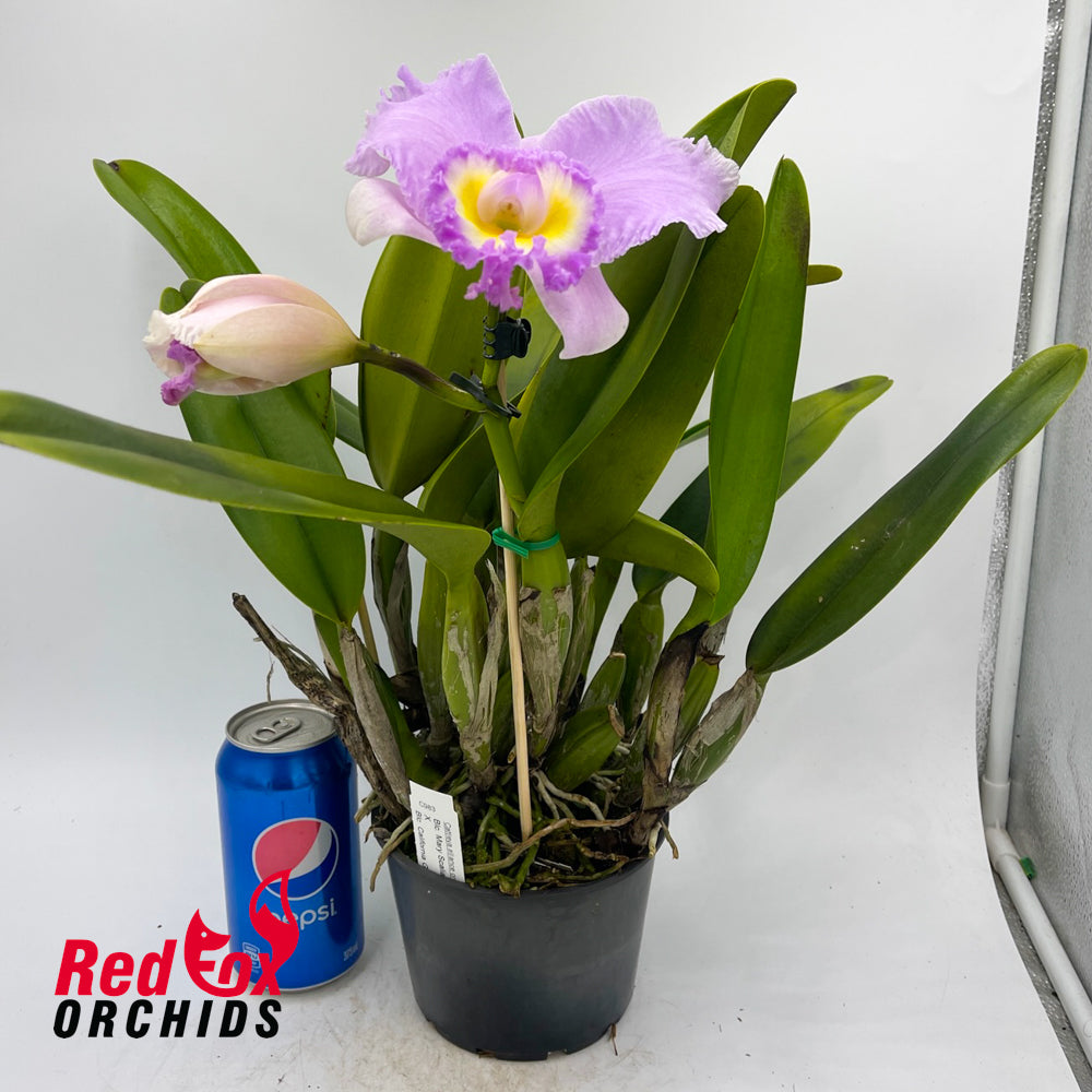 Brassolaeliocattleya Mary Scalia 'Burdekin' X California Girl 'OrchidLibrary'