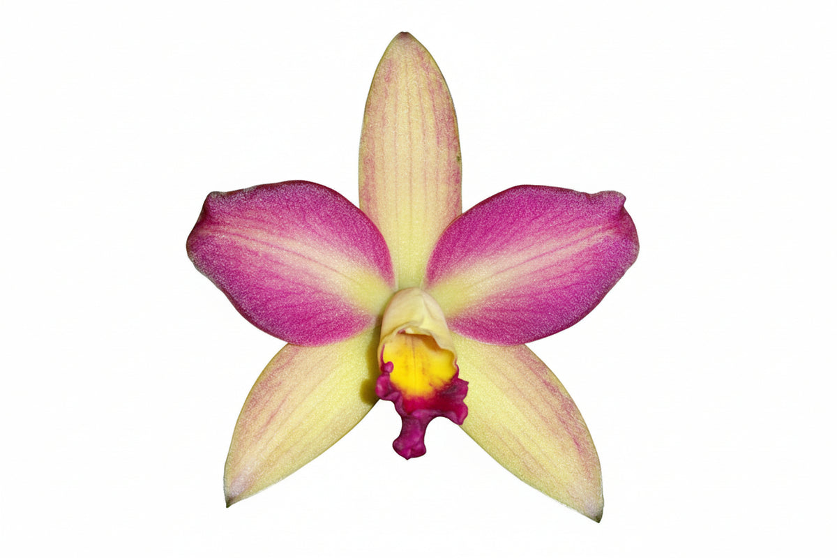 Rhyncattleanthe Topaz Chelsea 'Sprite'