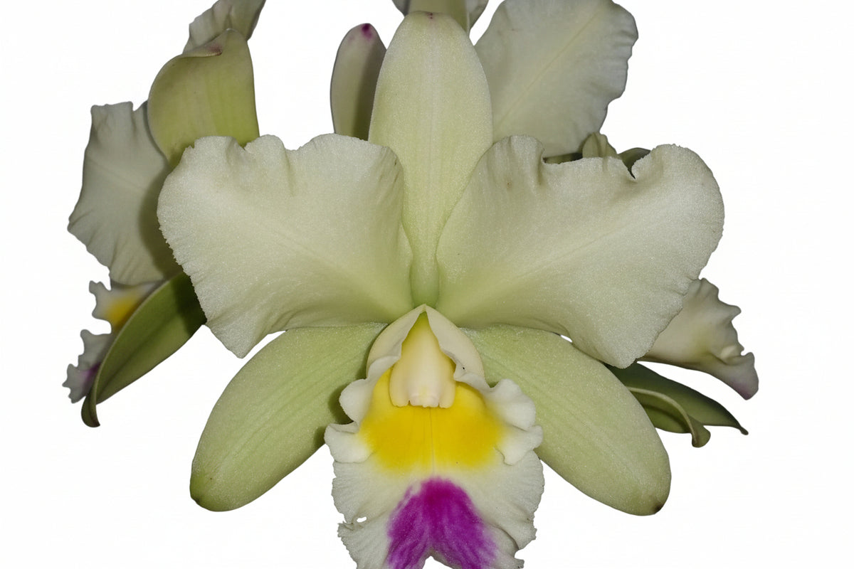 Rhyncholaeliocattleya Topaz Summit 'Cool Lime'