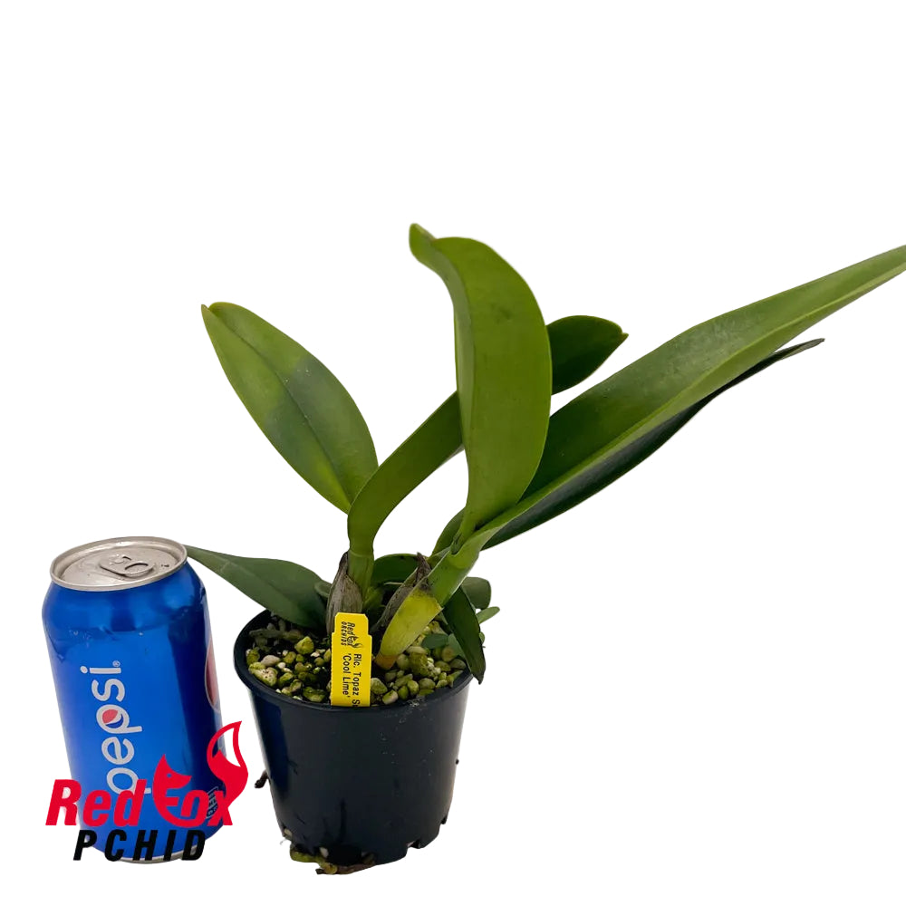 Rhyncholaeliocattleya Topaz Summit 'Cool Lime'