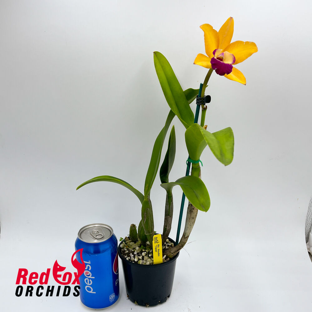 Rhyncholaeliocattleya Houdini 'Topaz'