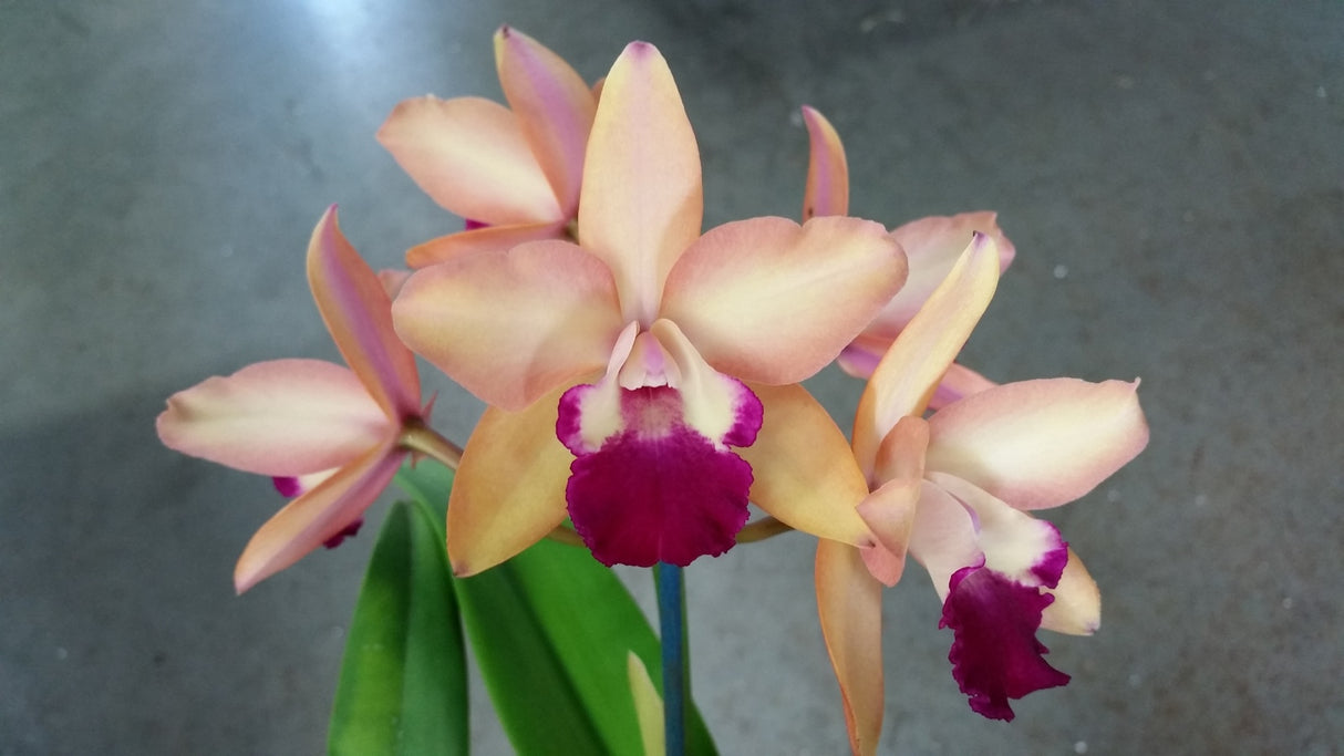 Rhyncholaeliocattleya Houdini 'Topaz'
