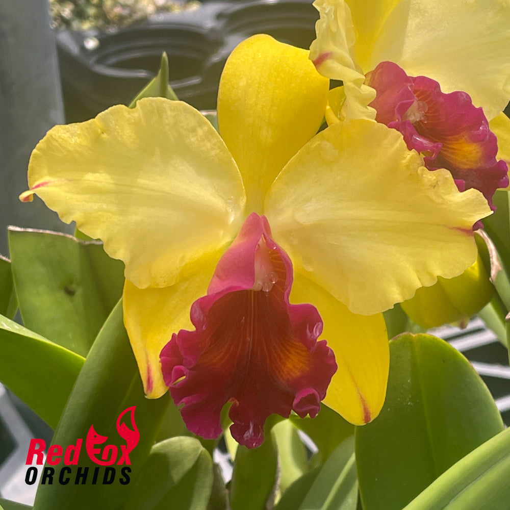 Rhyncholaeliocattleya Princely 'Topaz'