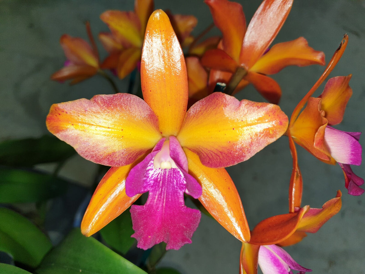 Cattlianthe Sundrop 'Topaz Marvelmore'