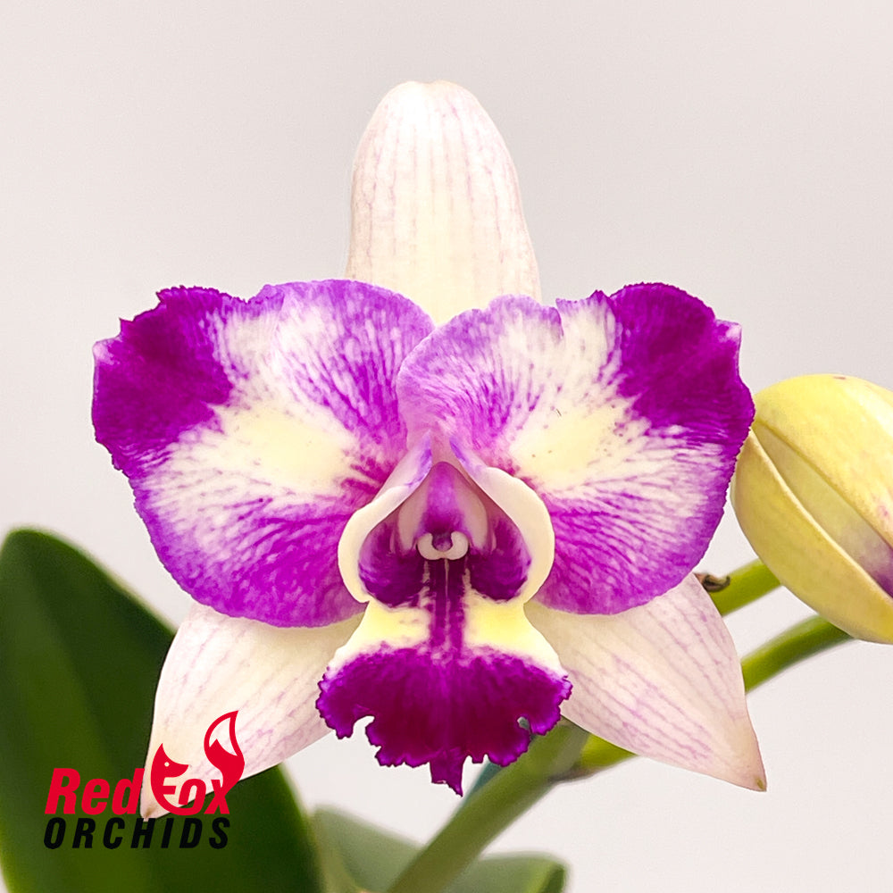 Rechingerara Leo's Light 'Topaz'