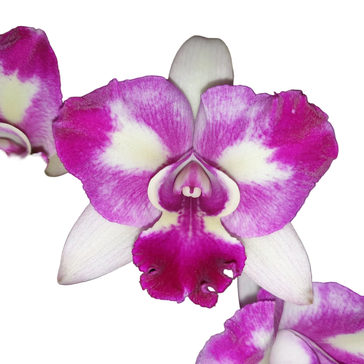 Rechingerara Leo's Light 'Topaz'