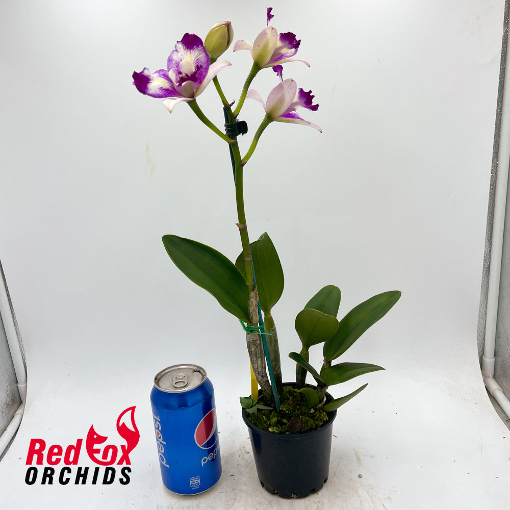 Rechingerara Leo's Light 'Topaz'