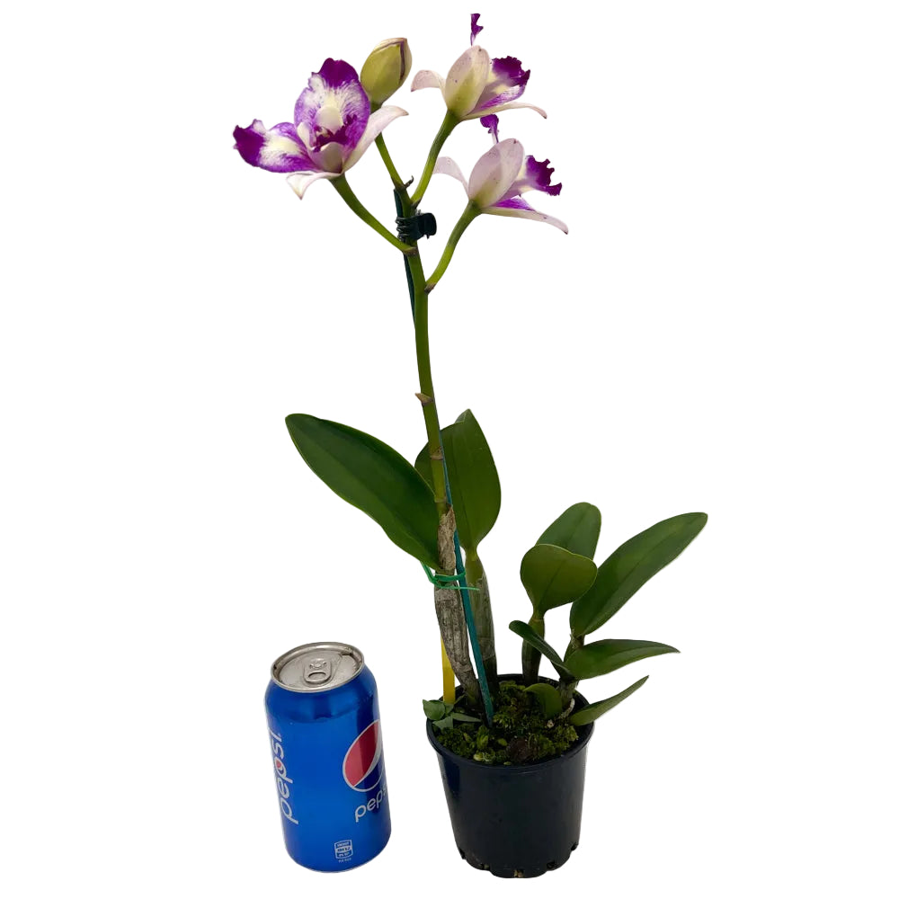 Rechingerara Leo's Light 'Topaz'