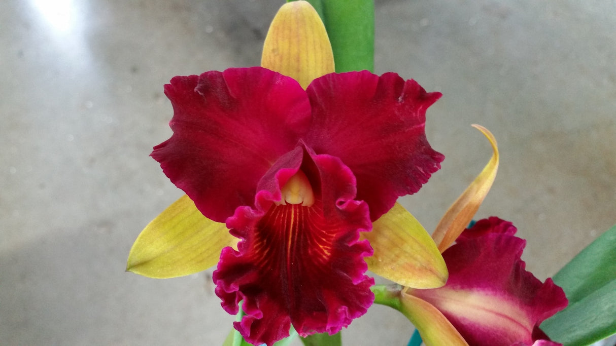 Rhyncholaeliocattleya Crowning Glory 'Topaz'