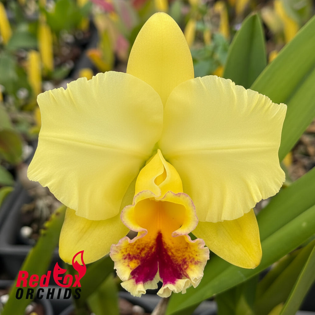 Rhyncholaeliocattleya Auspicious 'Topaz'