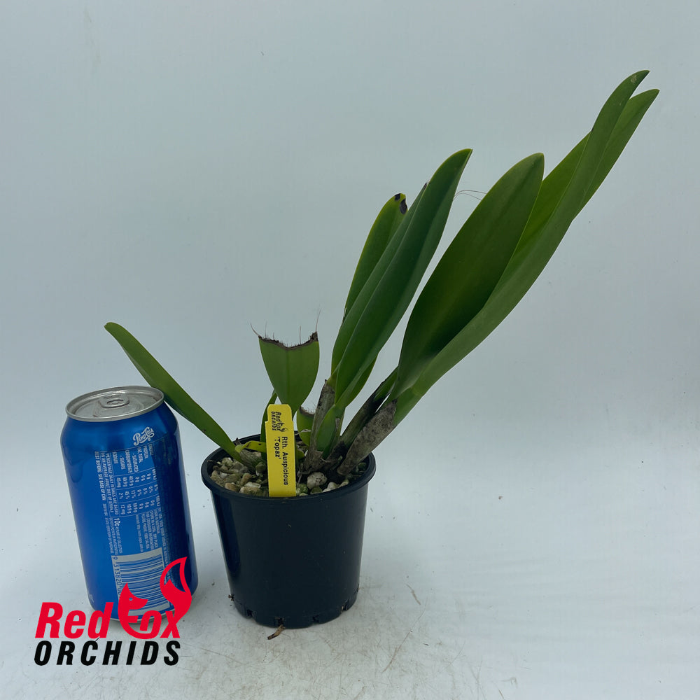 Rhyncholaeliocattleya Auspicious 'Topaz'