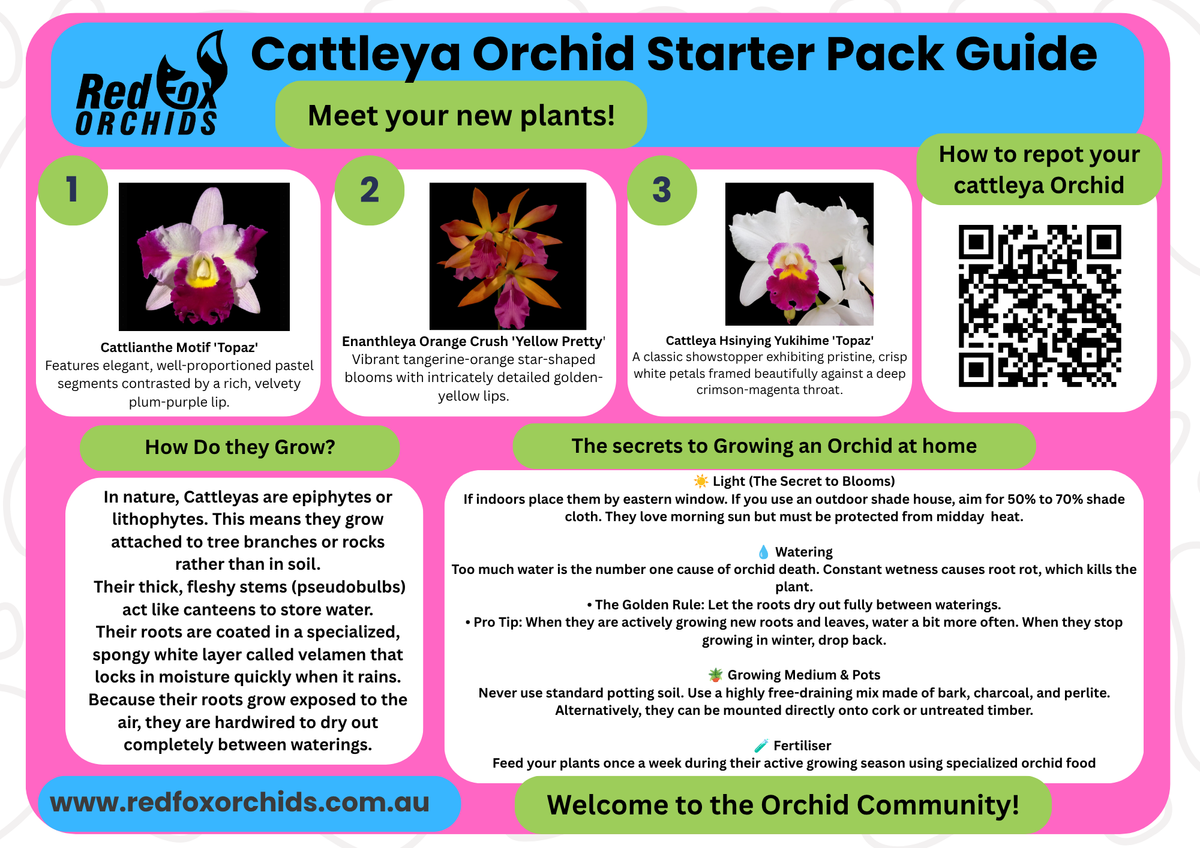 Starter Pack Guide Red Fox Orchids