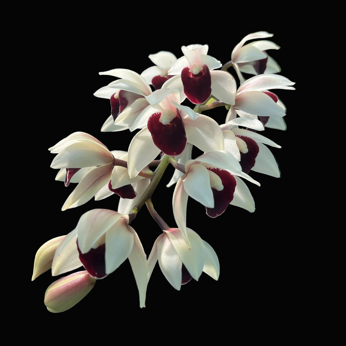 Cymbidium 'Go Salinas'