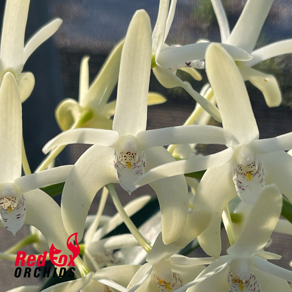 Dendrobium speciosum var. grandiflorum 'Will's Gold' X speciosum 'Trifid'