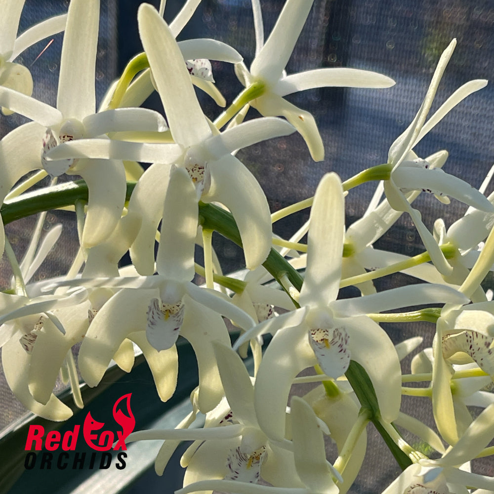 Dendrobium speciosum var. grandiflorum 'Will's Gold' X speciosum 'Trifid'