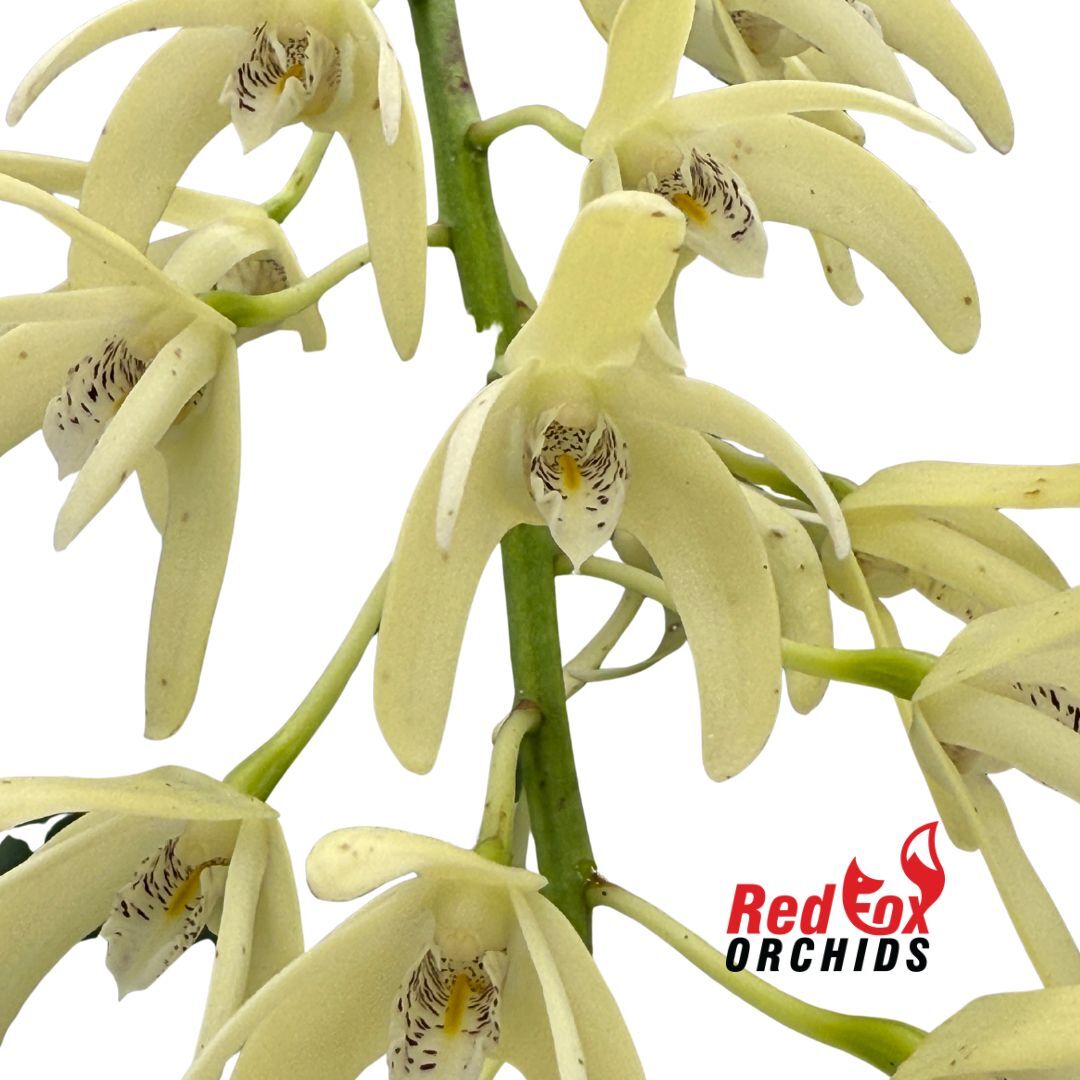 Dendrobium speciosum var. pedunculatum '120' x self