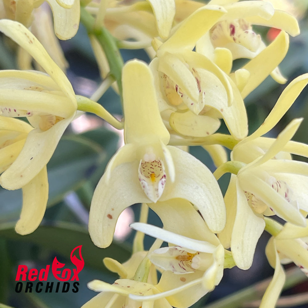 Dendrobium speciosum 'Tinaroo Dam' X Dendrobium speciosum var. pedunculatum 'Gloucester' X curvicaule 'Daylight Moon'