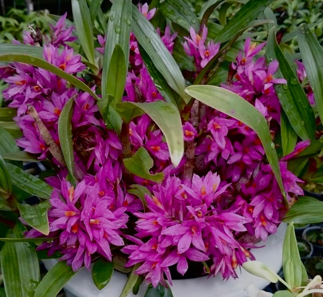 Dendrobium Hibiki