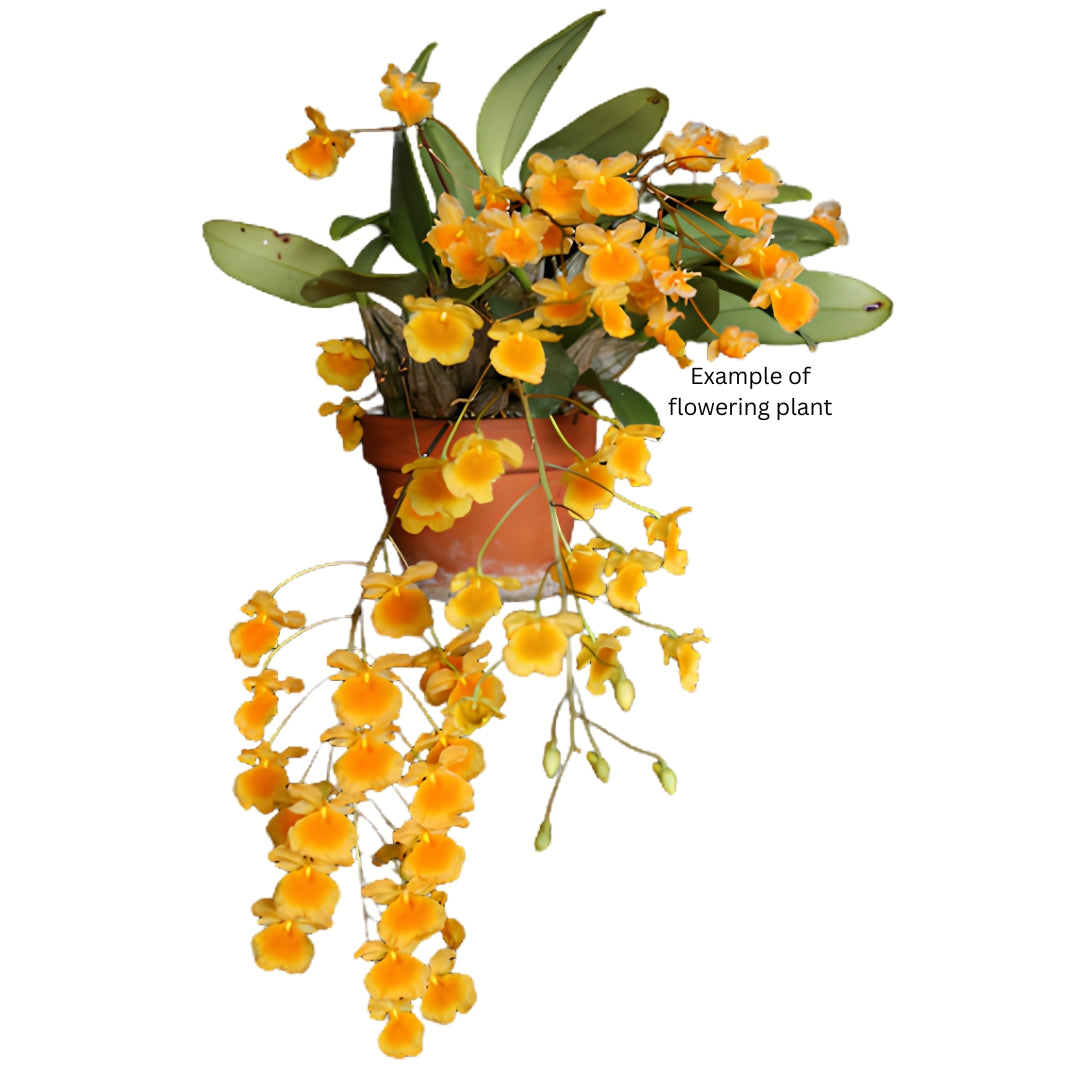 Dendrobium lindleyi var. majus 'Goldilocks'