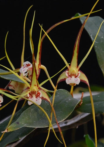 Dendrobium tetragonum var. gigantea