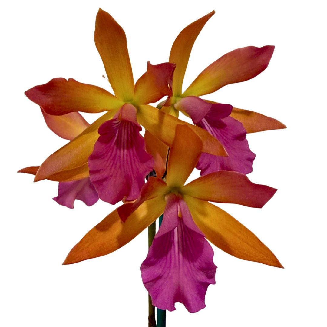 Enanthleya_Orange_Crush_Yellow_Pretty_in_Flower 80mm Cattleya Orchid Plant