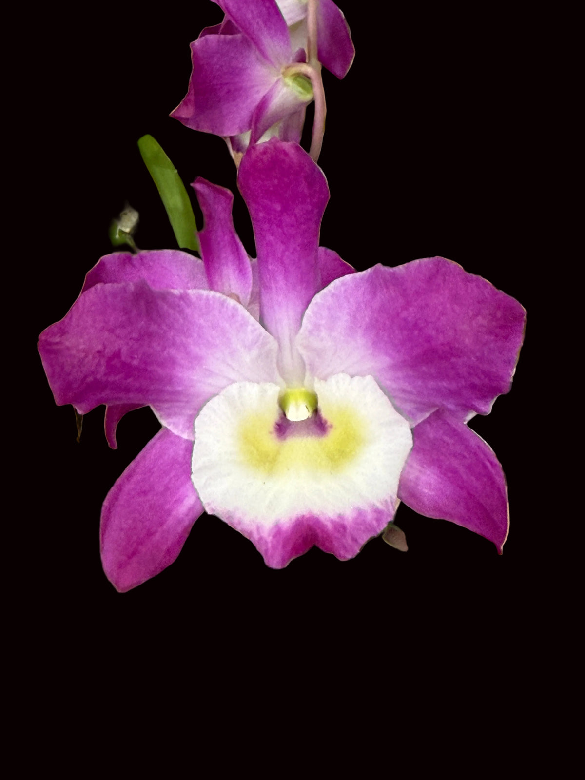 Dendrobium Hamana Lake x Pretty Red