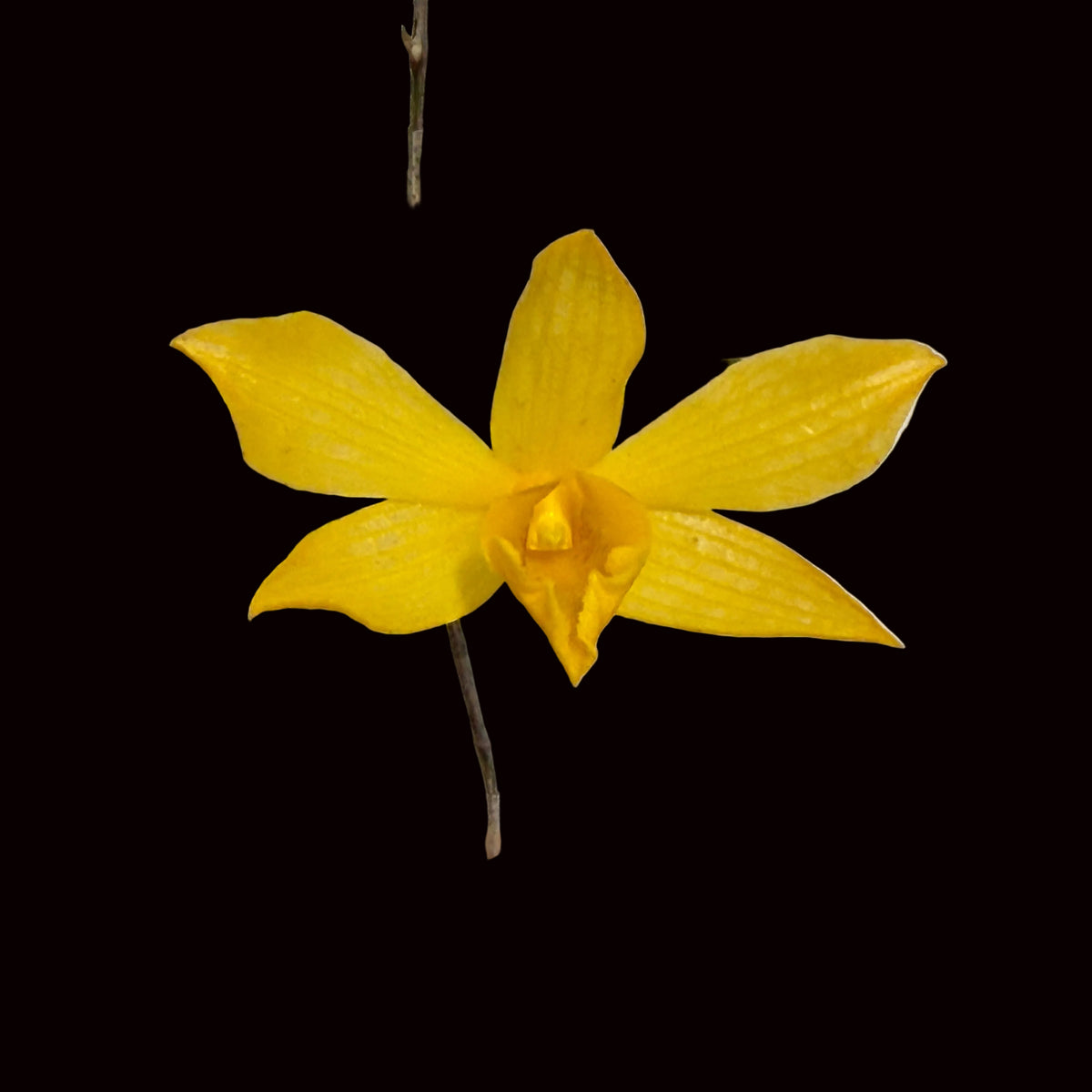 Dendrobium hancockii