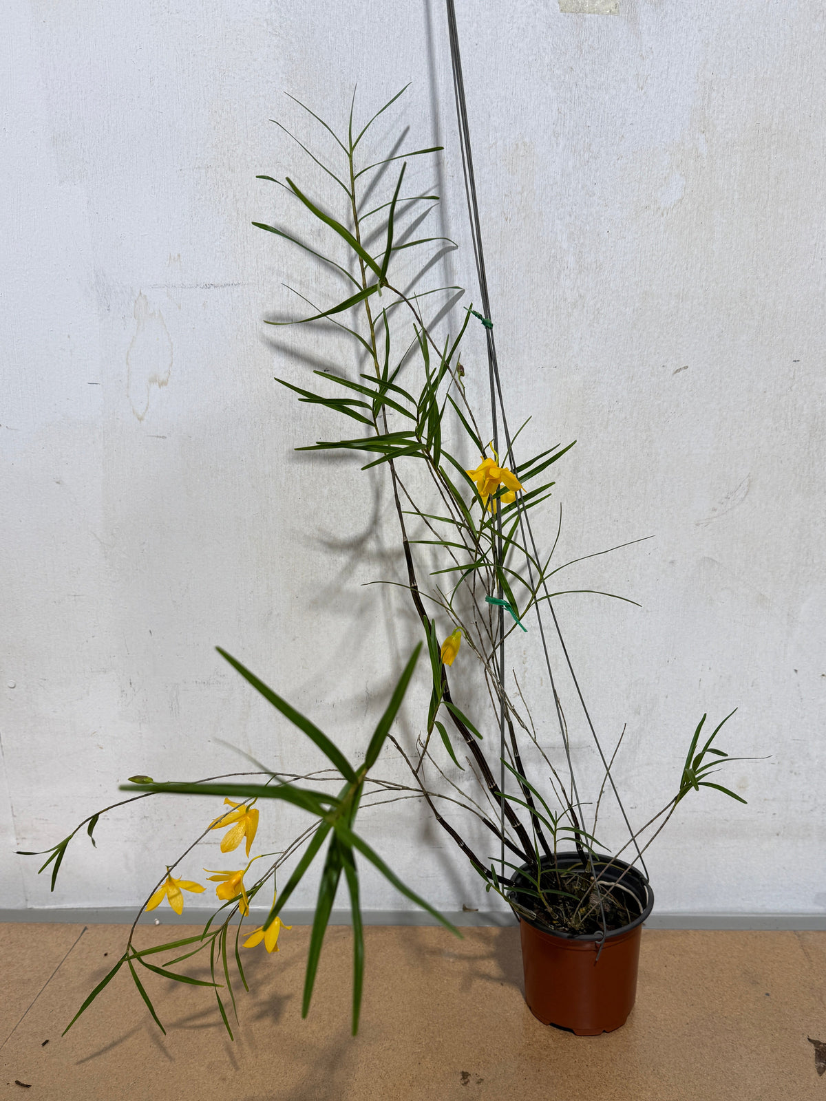 Dendrobium hancockii
