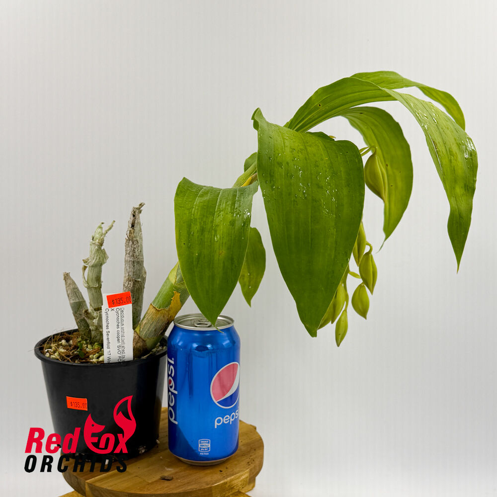 Cycnoches cooperi 'SVO' FCC/AOS X Cycnoches Sevenfold '17 Wonders'